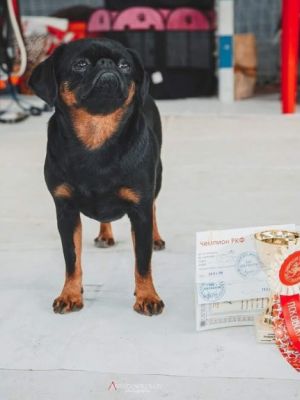 Dog Photo