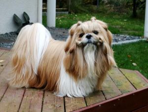 Dog Photo