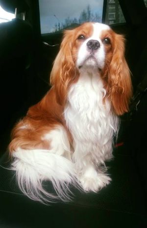 Dog Photo