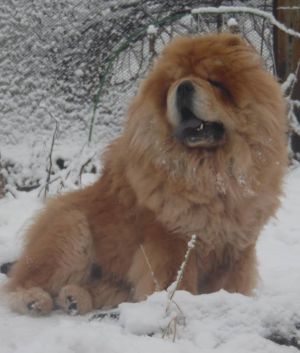 Dog Photo