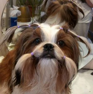 Dog Photo