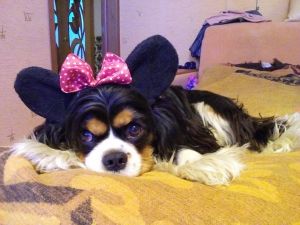 Dog Photo
