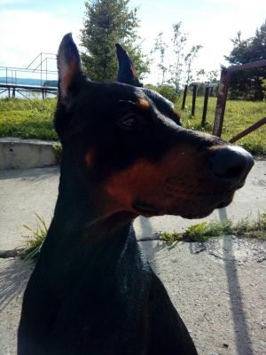 Dog Photo