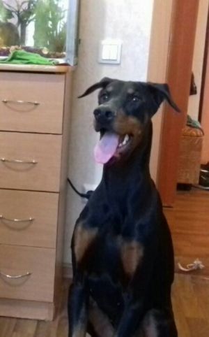 Dog Photo