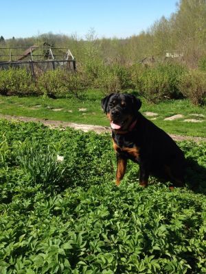 Dog Photo