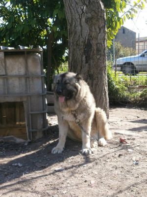 Dog Photo