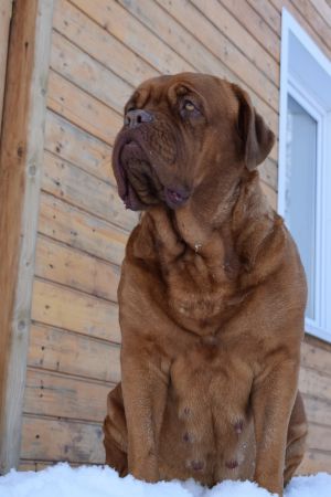 Dog Photo