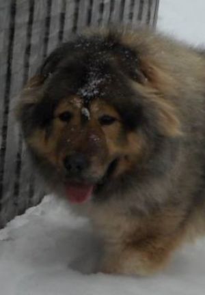 Dog Photo