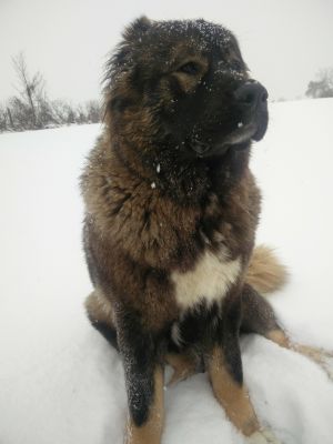 Dog Photo