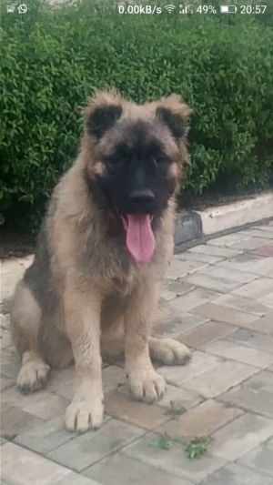 Dog Photo
