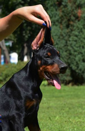Dog Photo
