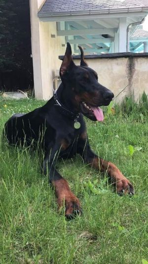 Dog Photo