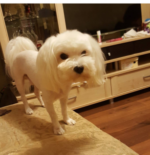 Dog Photo