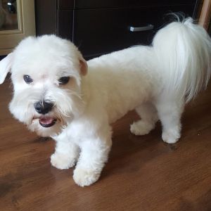 Dog Photo