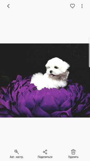 Dog Photo