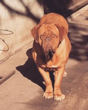 Dog Photo