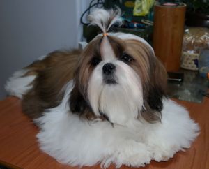 Dog Photo