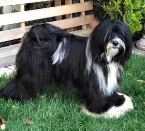 Dog Photo