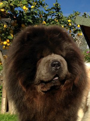 Dog Photo