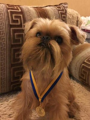 Dog Photo