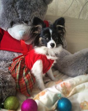 Dog Photo