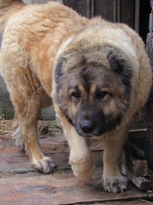 Dog Photo
