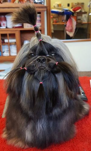 Dog Photo