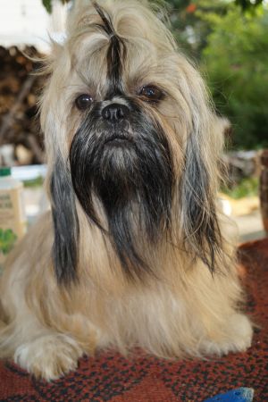 Dog Photo