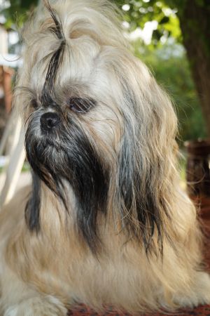 Dog Photo