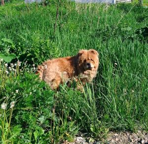 Dog Photo