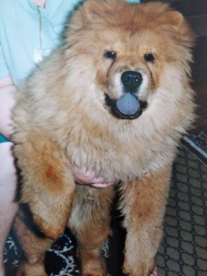 Dog Photo