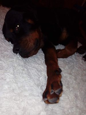 Dog Photo
