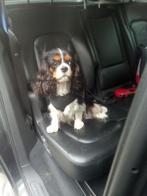 Dog Photo