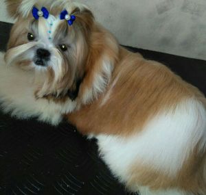 Dog Photo