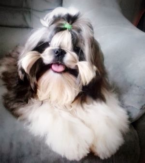 Dog Photo