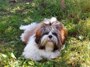 Dog Photo