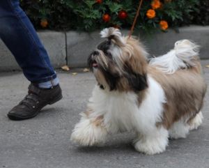 Dog Photo