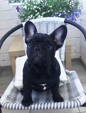 Dog Photo