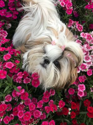 Dog Photo