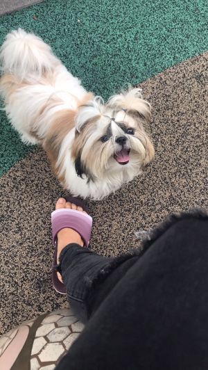Dog Photo