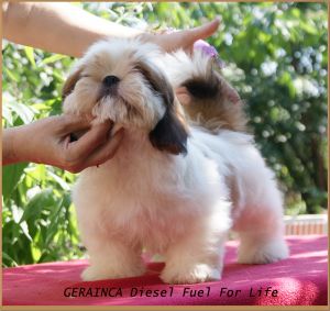 Dog Photo