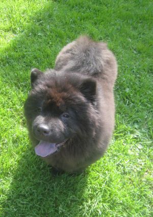 Dog Photo