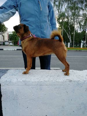 Dog Photo