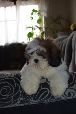 Dog Photo