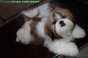 Dog Photo