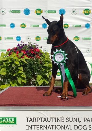 Dog Photo