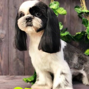 Dog Photo