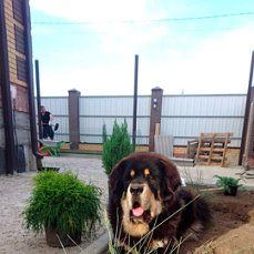 Dog Photo