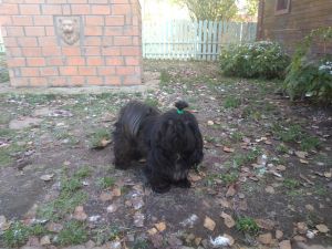 Dog Photo