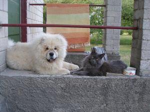 Dog Photo